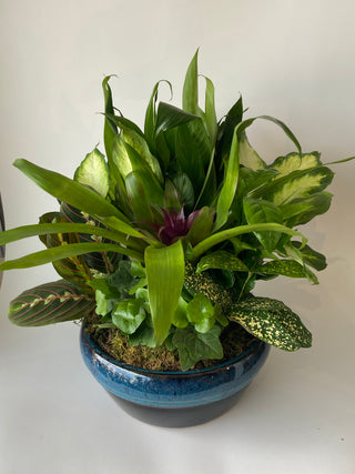 potted plant dish Dish Garden – Thistle & Twig Flowers